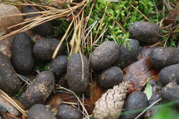 odchody Kampinos Łoś Alces jeleniowate