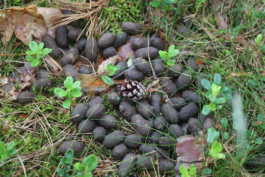 odchody Kampinos Łoś Alces jeleniowate