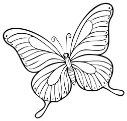 Outline drawing of a butterfly with detailed wings and antennae, isolated on white background