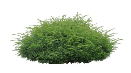 Green bush plant foliage isolated on a transparent background