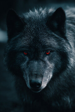 Dark Wolf with Glowing Red Eyes Staring into the Camera