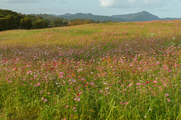 the mountains and hills at Singha Park, Chiang Rai