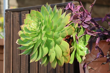 Fototapeta premium Succulent plant in a pot on the terrace of a house
