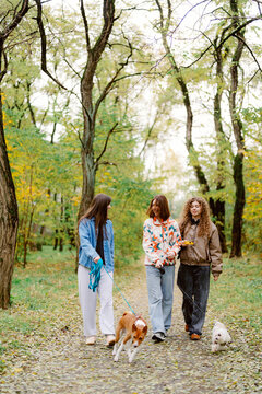 Three friends stroll along a leafy path in a vibrant park during autumn. They enjoy each other's company while two playful dogs accompany them, surrounded by stunning fall colors.