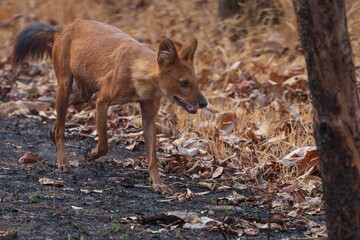 Dhole (Cuon alpinus)