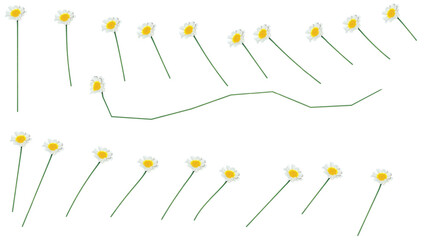 educational daisy matching activity with two rows of white petal flowers and green stems, visual learning concept with connection line for preschool pattern recognition or cognitive development