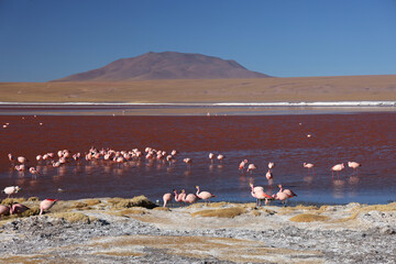 View of Laguna Colorada, Bolivia