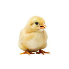Obraz premium Cute little chick on Transparent Background