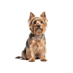 Yorkshire terrier dog sitting looking forward