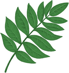Fototapeta premium Leaf Illustration