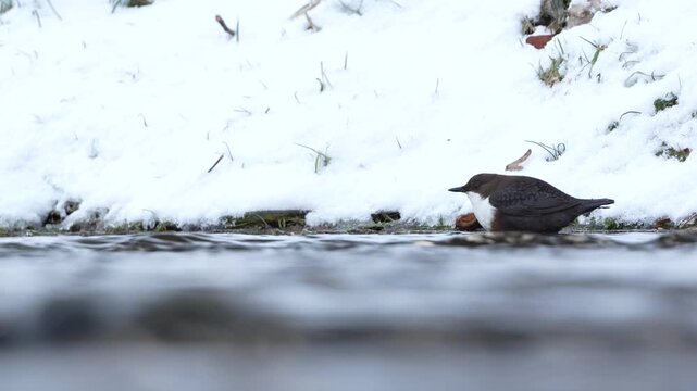White-throated Dipper (Cinclus cinclus) in river in winter, common bird species in the Czech Republic