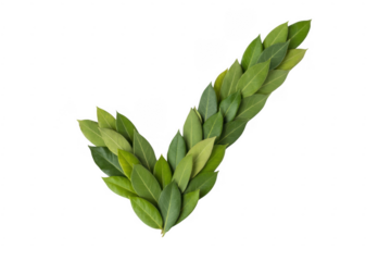 Green laurel wreath made of leaves green leaves foliage isolated on a transparent background