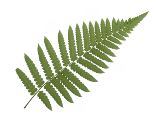 Green fern leaf plant isolated on a transparent background