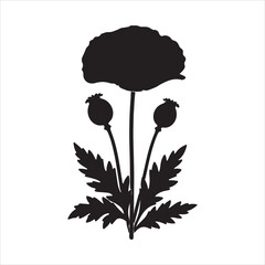 poppy flowers vector illustration