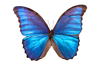 Beautiful butterfly specimen on white background