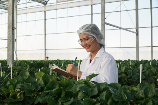 Smart Strawberry Farm in High-Tech Indoor Glasshouse Greenhouse with Natural Light and Female Farmer Using Modern Innovation Technology