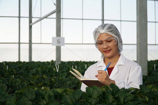 Smart Strawberry Farm in High-Tech Indoor Glasshouse Greenhouse with Natural Light and Female Farmer Using Modern Innovation Technology