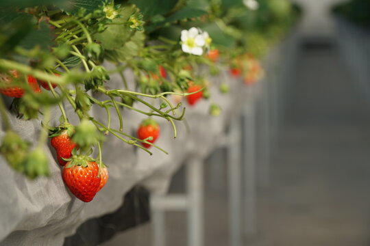 Smart Strawberry Farm in High-Tech Indoor Glasshouse Greenhouse with Natural Light and Female Farmer Using Modern Innovation Technology