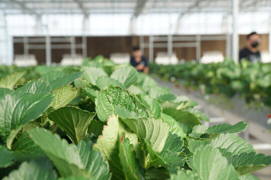 Smart Strawberry Farm in High-Tech Indoor Glasshouse Greenhouse with Natural Light and Female Farmer Using Modern Innovation Technology