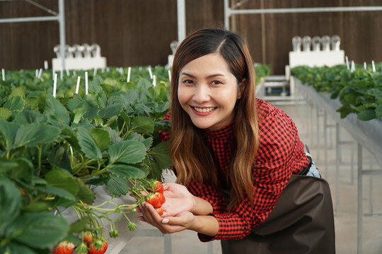 Smart Strawberry Farm in High-Tech Indoor Glasshouse Greenhouse with Natural Light and Female Farmer Using Modern Innovation Technology