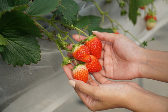 Smart Strawberry Farm in High-Tech Indoor Glasshouse Greenhouse with Natural Light and Female Farmer Using Modern Innovation Technology
