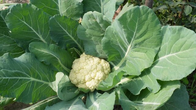 Mature Cauliflower Plant with White Head in Garden Soil