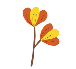 orange flower isolated