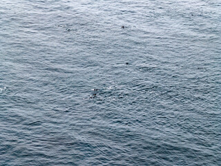 Aerial view of common dolphins feeding above huge dragnet in Donegal Bay, Ireland
