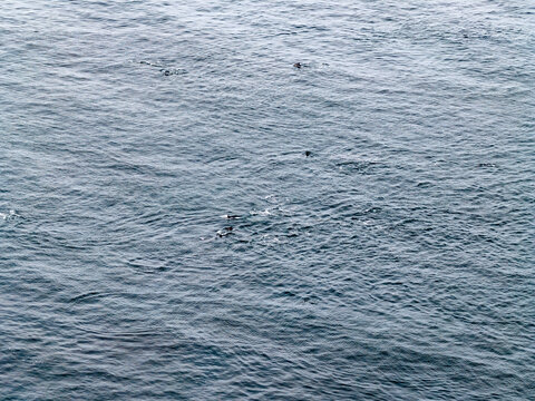 Aerial view of common dolphins feeding above huge dragnet in Donegal Bay, Ireland