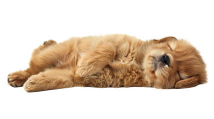 Laying golden retriever puppy isolated on white background