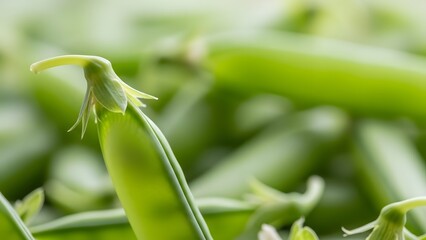 Obraz premium Green pea pod in a lush garden with blurred background