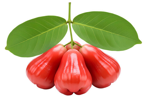 Cluster of fresh red wax apples with green leaves isolated, realistic tropical fruit illustration for healthy food concepts