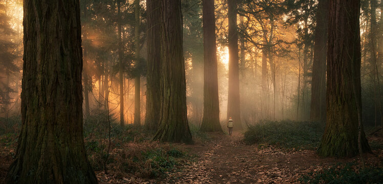 Golden sunlight illuminating the mist in a redwood forest with majestic trees. A landscape panorama with magical atmosphere.