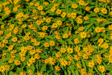 Obraz premium Golden yellow flowers Melampodium, Sphagneticola trilobata, Bay Biscayne creeping-oxeye, Marigold Singapore daisy, A plant in the tribe Heliantheae of the family Asteraceae, Natural floral background.