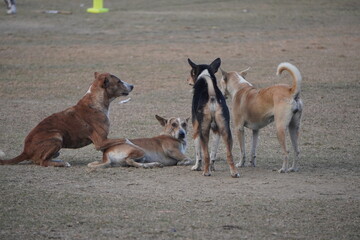 Pack of Indian Pariah Dogs Resting on Dry Ground