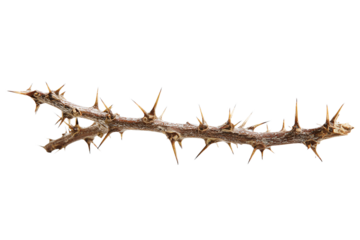 Close-up of Thorny Branch on White Background