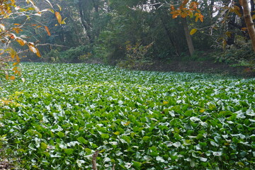 Dense water hyacinth infestation covering entire pond surface