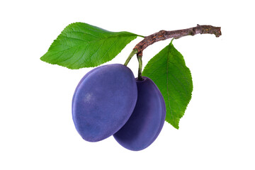 Fresh ripe blue purple, violet plums on branch with green leaves isolated on transparent background. Perfect for organic food, healthy diet, garden harvest and natural fruit design concepts.