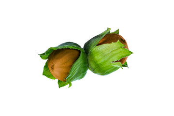 Fresh hazelnuts in green husk with brown hard shell isolated on transparent background. Organic nuts from hazel tree, perfect for healthy food, farming and natural product design.