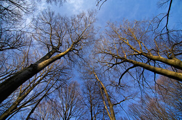 Naturally growing forest