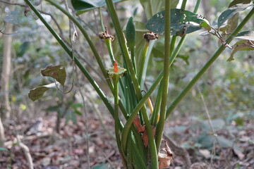 Red stem green leaf plant forest undergrowth