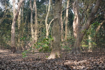 Tall slender eucalyptus trees in dense forest with fallen leaves on ground