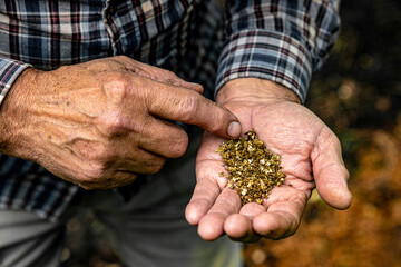 Elderly man's hands holding gold sand, small pieces of gold nuggets. Gold sand panning from placer deposit