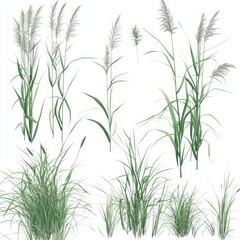 A photorealistic image of green grasses in various poses and sizes, with detailed textures on a white background