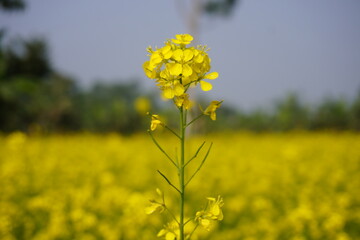 Closeup of yellow mustard flower stalks blooming across agricultural field