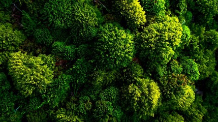Dense green moss forming a rich natural carpet with lush texture and organic patterns perfect for nature blogs, eco-themed backgrounds