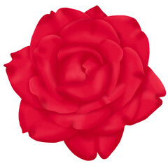 red rose isolated on white