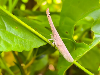 Close view of lantern bug, Zanna dohrni with green leafy background. zanna spp.