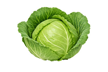 Obraz premium Fresh Green Cabbage Head