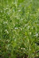 Closeup of dense green lentil plants clustered in a farm field